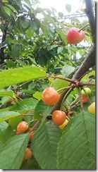 2021甲斐ルビー-1