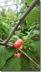 2021甲斐ルビー-2