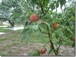 夢みずき2018.7.4-3