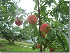 夢みずき2018.7.4-4