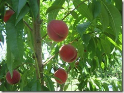 ちよひめ2018.6.19-5