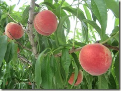 夢しづく2018.6.19-5