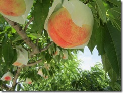 あかつき2017.7.10-1