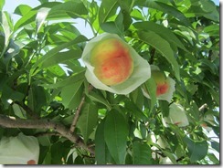 あかつき2017.7.10-2