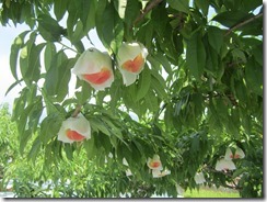 あかつき2017.7.10-4