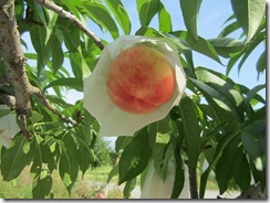 あかつき2017.7.10-5