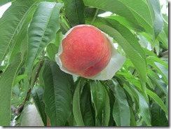 夢しずく2017.6.26-1