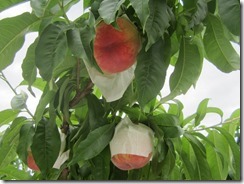 夢しずく2017.6.26-2