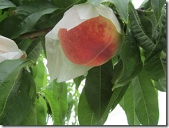 夢しずく2017.6.26-3