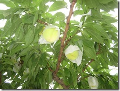 あかつき2017.7.5-2