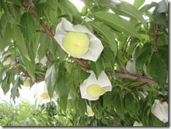 あかつき2017.7.5-4