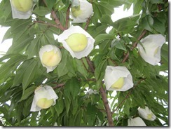 あかつき2017.7.5-5