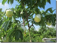 アルプス小町-1