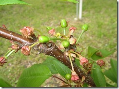 ナポレオン2017.5.1-1