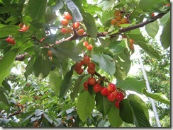 佐藤錦2018.5.18-10