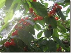 佐藤錦2018.5.18-11