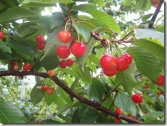 佐藤錦2018.5.18-1