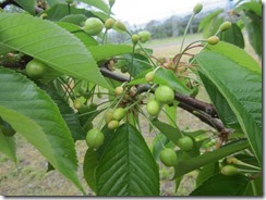 富士あかね2017.5.10-1