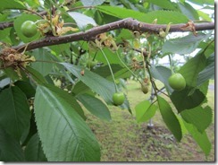 月山錦2017.5.10-1