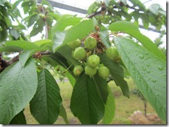 紅秀峰2017.5.10-1