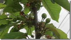 5.3ナポレオン-1