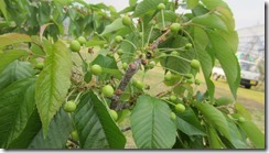 5.3富士あかね-1