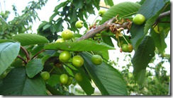 2013.05.09benisyuuhou-1