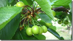 2013.05.09benisyuuhou-2