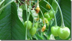 2013.05.09fujiakane -1 (2)