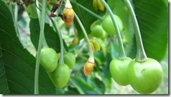 2013.05.09fujiakane -1