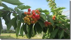 5.23富士あかね-1