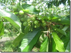 佐藤錦2018.4.29-1