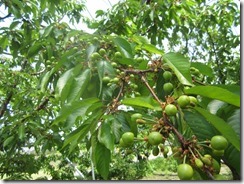 佐藤錦2018.4.29-3